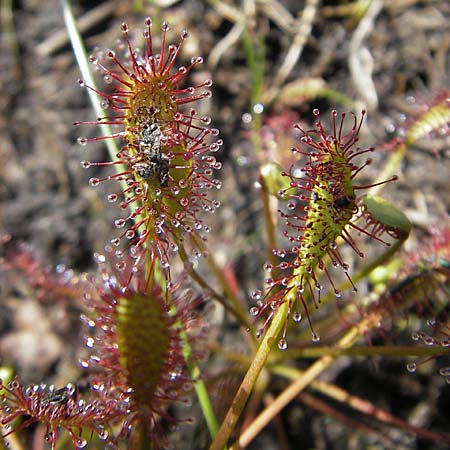 Drosera intermedia \ Mittlerer Sonnentau / Oblong-Leaved Sundew, F Bitche 10.7.2010