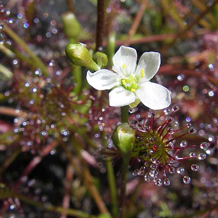 Drosera intermedia \ Mittlerer Sonnentau / Oblong-Leaved Sundew, F Bitche 10.7.2010