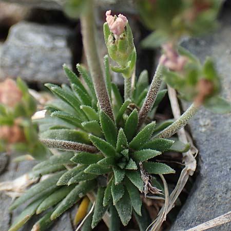 Androsace halleri \ Hallers Mannsschild / Haller's Rock Jasmine, F Pyren&auml;en/Pyrenees, Puigmal 1.8.2018