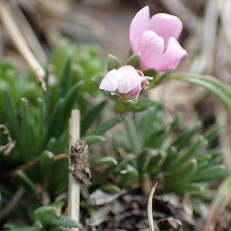 Androsace halleri \ Hallers Mannsschild / Haller's Rock Jasmine, F Pyren&auml;en/Pyrenees, Puigmal 1.8.2018
