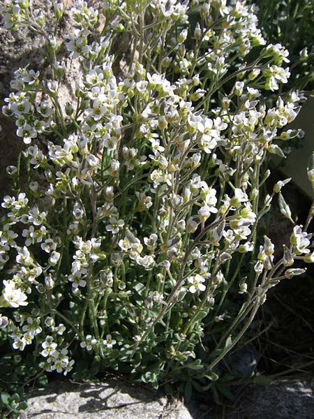 Draba subnivalis \ Pyren&auml;en-Felsenbl�mchen / Pyrenean Whitlowgrass, F Col de Lautaret Botan. Gar.  28.6.2008