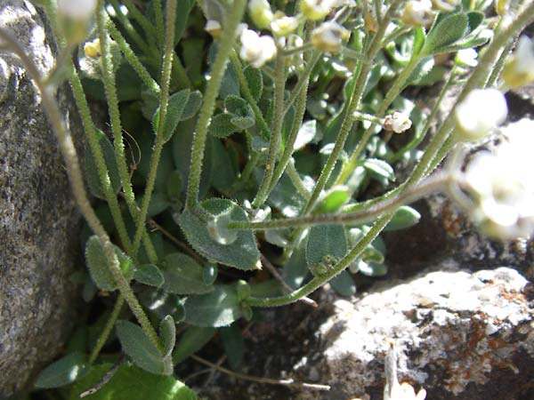 Draba subnivalis \ Pyren&auml;en-Felsenbl�mchen / Pyrenean Whitlowgrass, F Col de Lautaret Botan. Gar.  28.6.2008