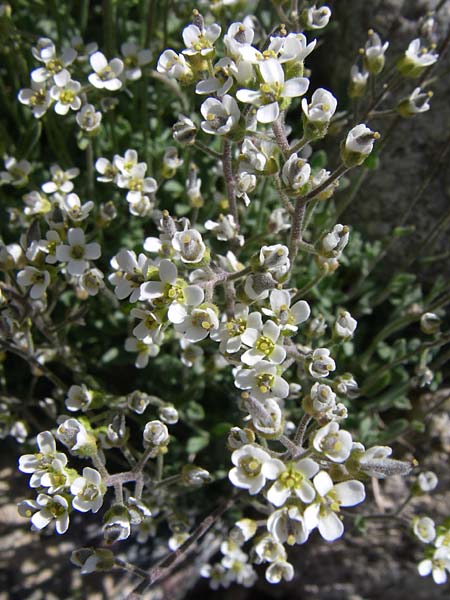 Draba subnivalis \ Pyren&auml;en-Felsenbl�mchen / Pyrenean Whitlowgrass, F Col de Lautaret Botan. Gar.  28.6.2008