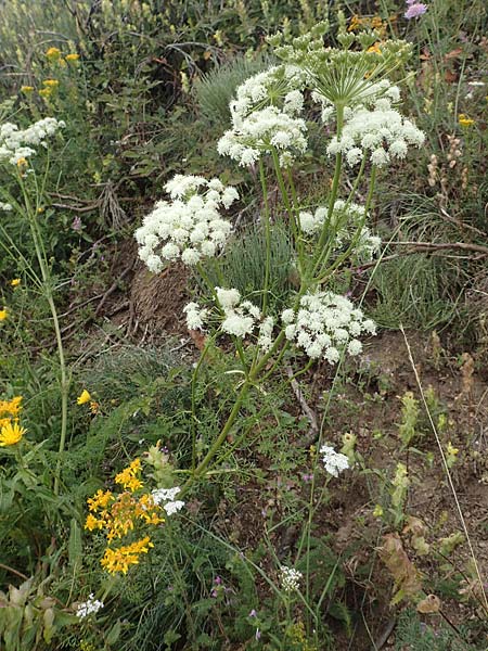 Ligusticum lucidum \ Gl&auml;nzender Liebstock / Lovage, F Pyren&auml;en/Pyrenees, Col de Mantet 28.7.2018