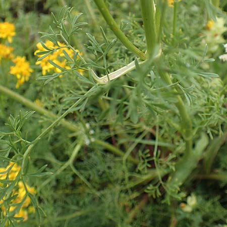 Ligusticum lucidum \ Gl&auml;nzender Liebstock / Lovage, F Pyren&auml;en/Pyrenees, Col de Mantet 28.7.2018
