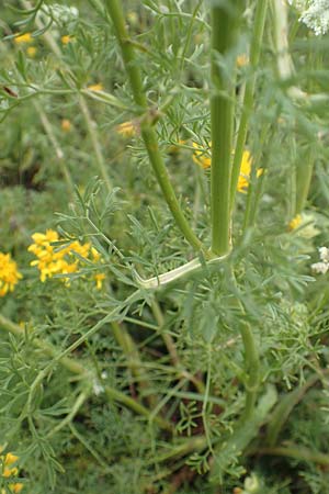 Ligusticum lucidum \ Gl&auml;nzender Liebstock / Lovage, F Pyren&auml;en/Pyrenees, Col de Mantet 28.7.2018