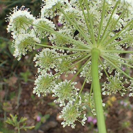 Ligusticum lucidum \ Gl&auml;nzender Liebstock / Lovage, F Pyren&auml;en/Pyrenees, Col de Mantet 28.7.2018
