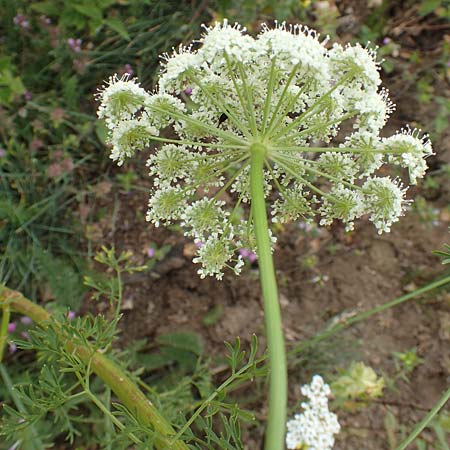 Ligusticum lucidum \ Gl&auml;nzender Liebstock / Lovage, F Pyren&auml;en/Pyrenees, Col de Mantet 28.7.2018