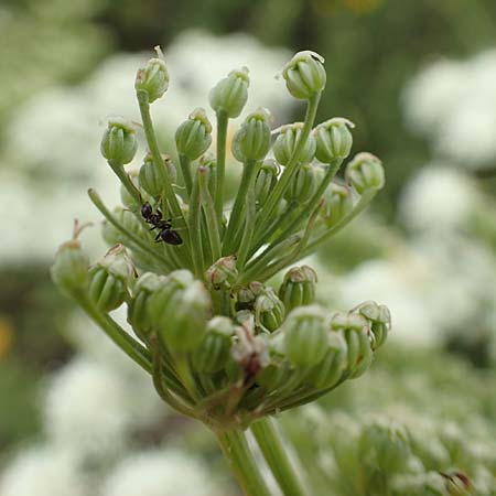 Ligusticum lucidum \ Gl&auml;nzender Liebstock / Lovage, F Pyren&auml;en/Pyrenees, Col de Mantet 28.7.2018