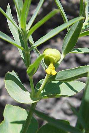 Euphorbia serrata \ Ges&auml;gte Wolfsmilch / Serrate Spurge, F Lac de Salagou 4.6.2009