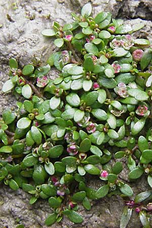 Elatine triandra ? \ Dreimnniger Tnnel / Three-Stamen Waterwort, F Sundgau 6.10.2009