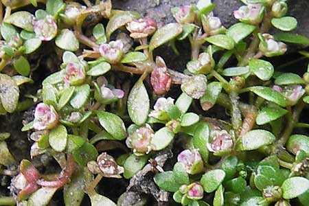 Elatine hexandra \ Sechsmnniger Tnnel / Six-Stamen Waterwort, F Sundgau 6.10.2009