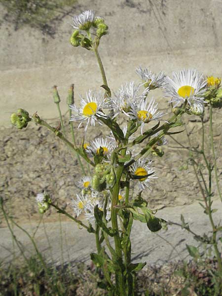 Erigeron atticus ? \ Drsiges Berufkraut, Villars Berufkraut / Greek Fleabane, F Rochefort-en-Valdaine 10.6.2006