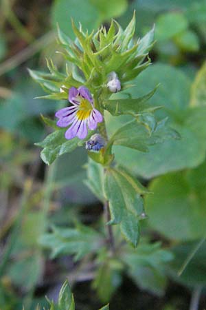 Euphrasia minima \ Zwerg-Augentrost / Dwarf Eyebright, F Pyrenäen/Pyrenees, Eyne 9.8.2006