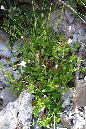Epilobium alsinifolium \ Mierenblttriges Weidenrschen / Chickweed Willowherb, F Pyrenäen/Pyrenees, Port d'Envalira 26.6.2008