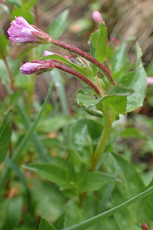 Epilobium alsinifolium \ Mierenblttriges Weidenrschen / Chickweed Willowherb, F Col de la Bonette 8.7.2016