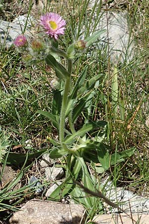 Erigeron atticus \ Drsiges Berufkraut, Villars Berufkraut / Greek Fleabane, F Col de la Cayolle 9.7.2016