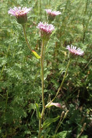 Erigeron atticus \ Drsiges Berufkraut, Villars Berufkraut / Greek Fleabane, F Col de la Cayolle 9.7.2016