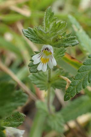 Euphrasia hirtella \ Zottiger Augentrost / Small Flowered Sticky Eyebright, F Pyrenäen/Pyrenees, Col de Mantet 28.7.2018