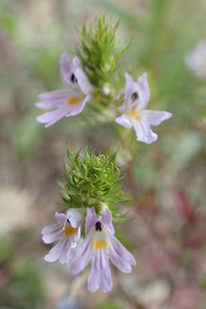 Euphrasia alpina \ Alpen-Augentrost / Alpine Eyebright, F Pyren&auml;en/Pyrenees, Puigmal 29.7.2018