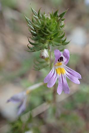 Euphrasia alpina \ Alpen-Augentrost / Alpine Eyebright, F Pyren&auml;en/Pyrenees, Puigmal 29.7.2018