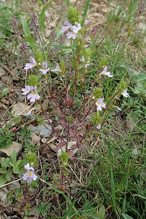 Euphrasia alpina \ Alpen-Augentrost / Alpine Eyebright, F Pyren&auml;en/Pyrenees, Puigmal 29.7.2018