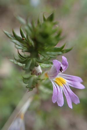 Euphrasia alpina \ Alpen-Augentrost / Alpine Eyebright, F Pyren&auml;en/Pyrenees, Puigmal 29.7.2018