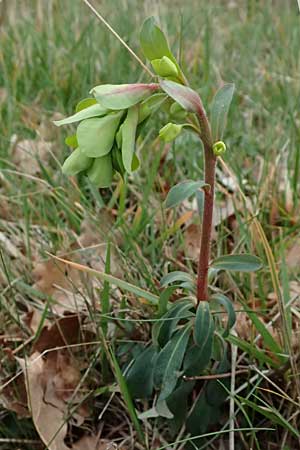 Euphorbia amygdaloides \ Mandelblttrige Wolfsmilch / Mediterranean Spurge, F Grasse 15.3.2024