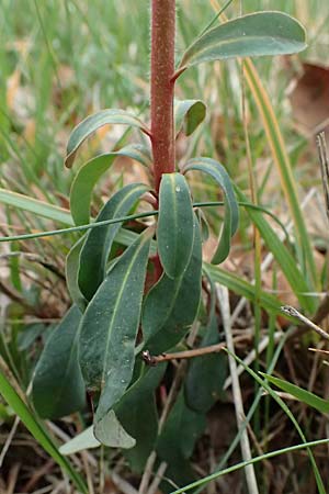 Euphorbia amygdaloides \ Mandelblttrige Wolfsmilch / Mediterranean Spurge, F Grasse 15.3.2024