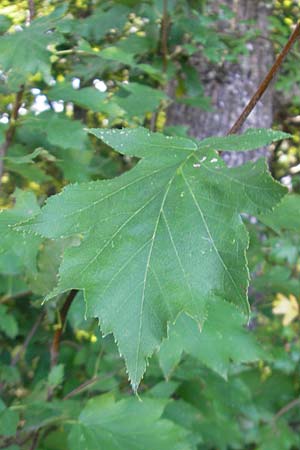 Sorbus torminalis \ Elsbeere / Wild Service Tree, F Auvergne Donjon 27.8.2011