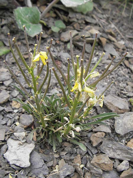 Erysimum burnatii ? \ Burnats Sch�terich / Burnat's Treacle Mustard, F Col de la Bonette 8.7.2016