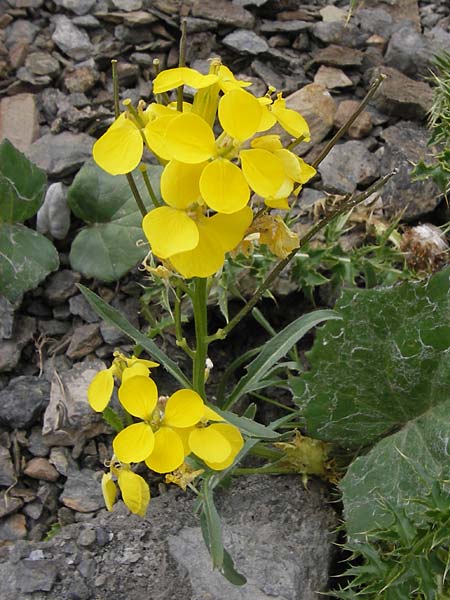 Erysimum burnatii ? \ Burnats Sch�terich / Burnat's Treacle Mustard, F Col de la Bonette 8.7.2016