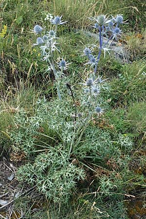 Eryngium bourgatii \ Spanische Mannstreu, Pyren&auml;en-Distel / Blue Eryngo, Pyrenean Thistle, F Pyren&auml;en/Pyrenees, Segre - Schlucht / Gorge 2.8.2018