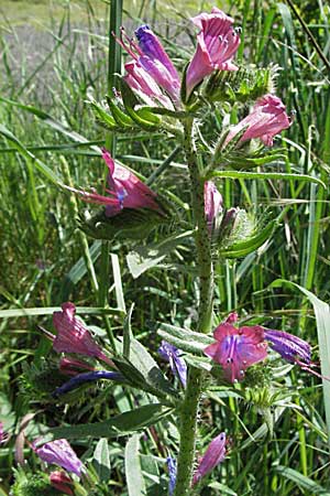 Echium creticum \ Kretischer Natternkopf / Cretan Bugloss, F Pyren&auml;en/Pyrenees, Prades 14.5.2007