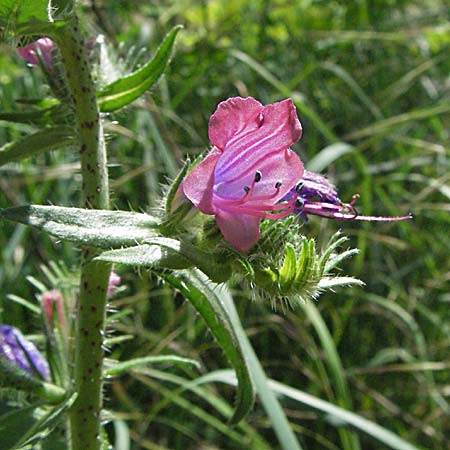 Echium creticum \ Kretischer Natternkopf / Cretan Bugloss, F Pyren&auml;en/Pyrenees, Prades 14.5.2007