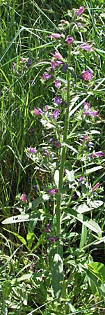 Echium creticum \ Kretischer Natternkopf / Cretan Bugloss, F Pyren&auml;en/Pyrenees, Prades 14.5.2007