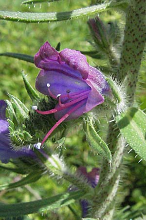 Echium creticum \ Kretischer Natternkopf / Cretan Bugloss, F Pyren&auml;en/Pyrenees, Prades 14.5.2007