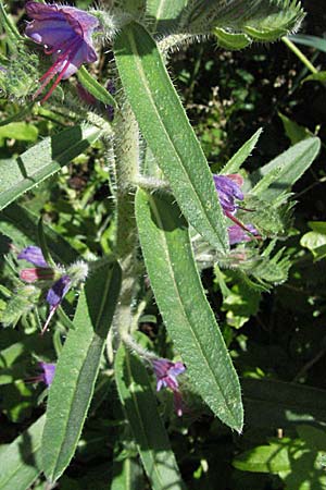 Echium creticum \ Kretischer Natternkopf / Cretan Bugloss, F Pyren&auml;en/Pyrenees, Prades 14.5.2007