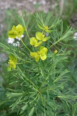 Euphorbia cyparissias \ Zypressen-Wolfsmilch / Cypress Spurge, F Pyrenäen/Pyrenees, Eyne 25.6.2008