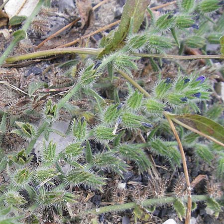Echium sabulicola \ Strand-Natternkopf / Coastal Viper's Bugloss, F S&egrave;te 5.6.2009