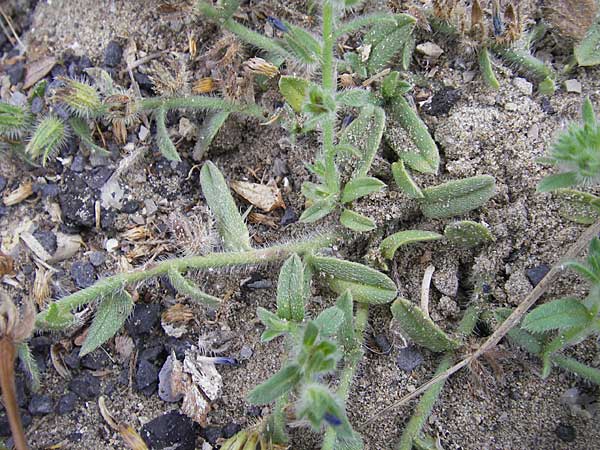 Echium sabulicola \ Strand-Natternkopf / Coastal Viper's Bugloss, F S&egrave;te 5.6.2009