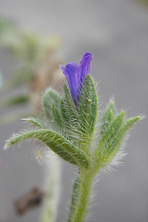 Echium sabulicola \ Strand-Natternkopf / Coastal Viper's Bugloss, F S&egrave;te 5.6.2009