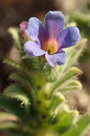 Alkanna tinctoria \ F&auml;rber-Alkanna, Schminkwurz / Alkanet, F Canet-en-Roussillon 11.8.2018