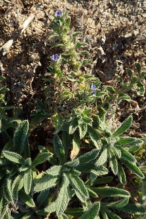 Alkanna tinctoria \ F&auml;rber-Alkanna, Schminkwurz / Alkanet, F Canet-en-Roussillon 11.8.2018
