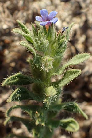 Alkanna tinctoria \ F&auml;rber-Alkanna, Schminkwurz / Alkanet, F Canet-en-Roussillon 11.8.2018