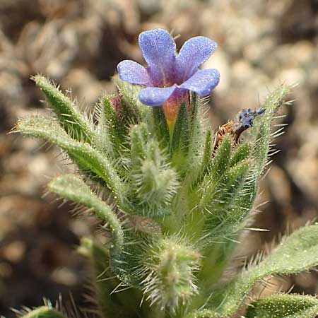 Alkanna tinctoria \ F&auml;rber-Alkanna, Schminkwurz / Alkanet, F Canet-en-Roussillon 11.8.2018