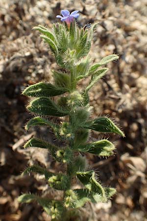 Alkanna tinctoria \ F&auml;rber-Alkanna, Schminkwurz / Alkanet, F Canet-en-Roussillon 11.8.2018