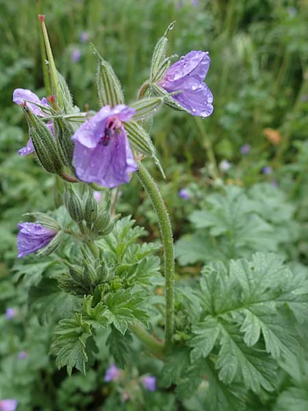 Erodium ciconium \ Gro&szlig;er Reiherschnabel / Common Stork's-Bill, F Lantosque 1.5.2023