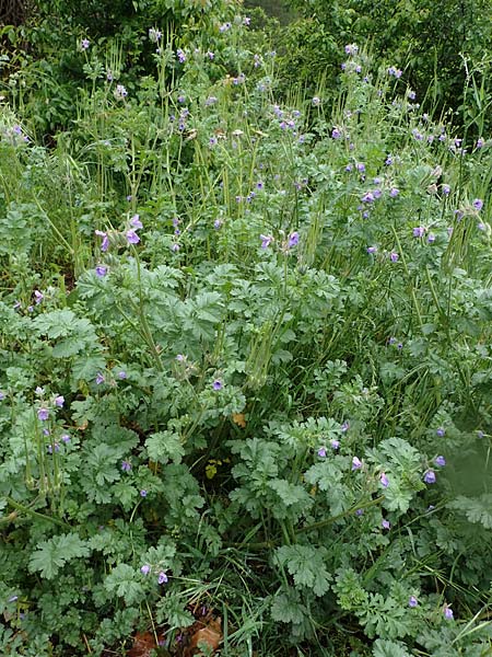 Erodium ciconium \ Gro&szlig;er Reiherschnabel / Common Stork's-Bill, F Lantosque 1.5.2023