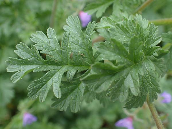 Erodium ciconium \ Gro&szlig;er Reiherschnabel / Common Stork's-Bill, F Lantosque 1.5.2023